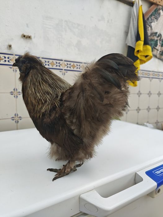 Galos sedosa do Japão