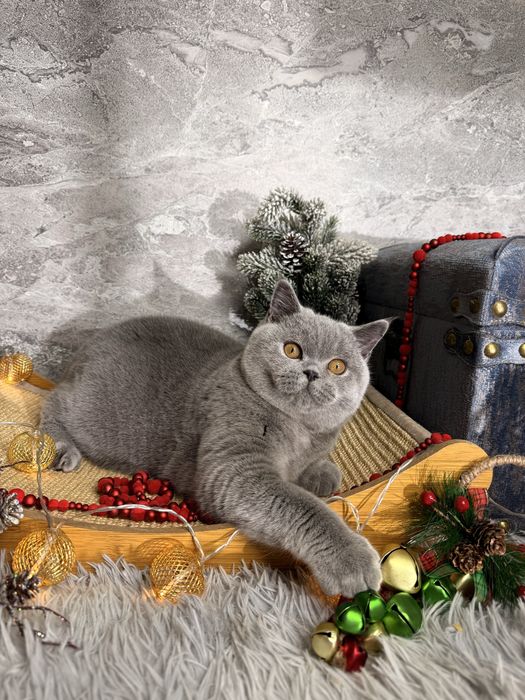 Супер ектерьерна британка