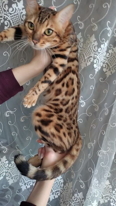 Бенгальська дівчинка