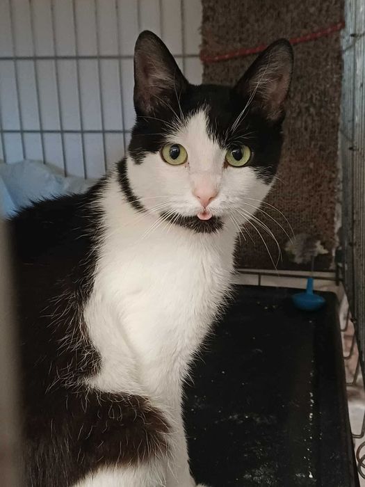 Do adopcji cudowny Feluś