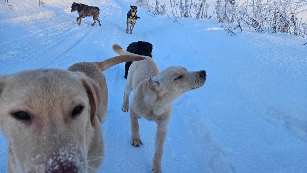 Adopcja szczeniąt - szukamy najlepszych domów