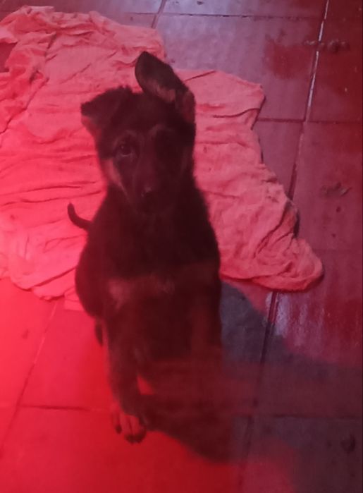 Pastor alemão pêlo curto