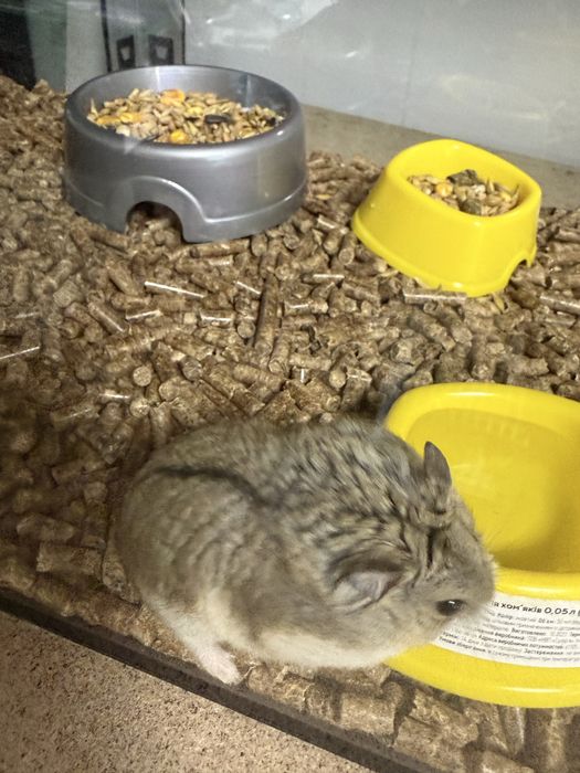 Хомяки хлопчики та дівчатка