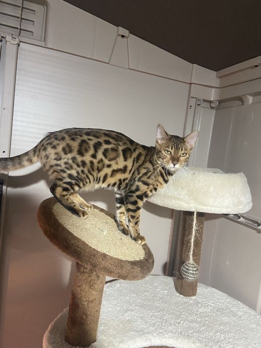 Gata bengal brown