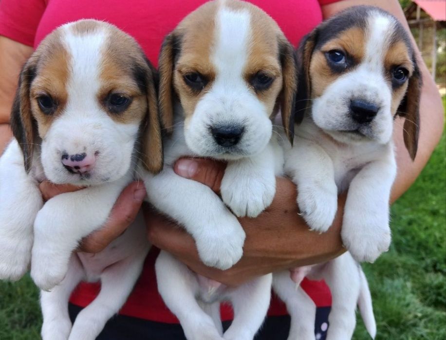 БІГЛЬ дівчинка чистокровна