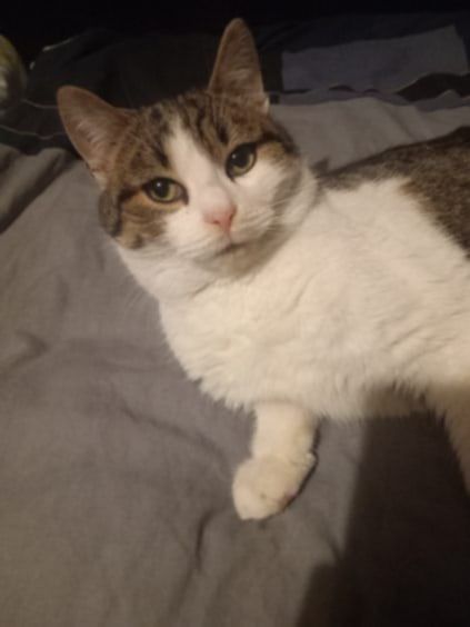 4- miesieczny kocurek szuka domku