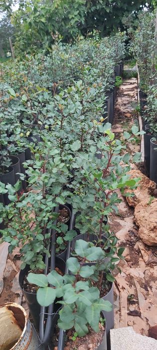 Alfarrobeiras em vasos grandes com 3 anos, cerca de 1 metro de altura. Não enxertadas