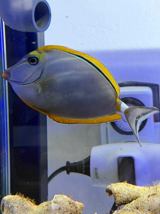 Naso elegans (L) – pokolec elegancki 10–12 cm | ryba morska