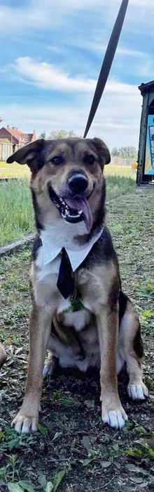 Dostojny Kajko do adopcji