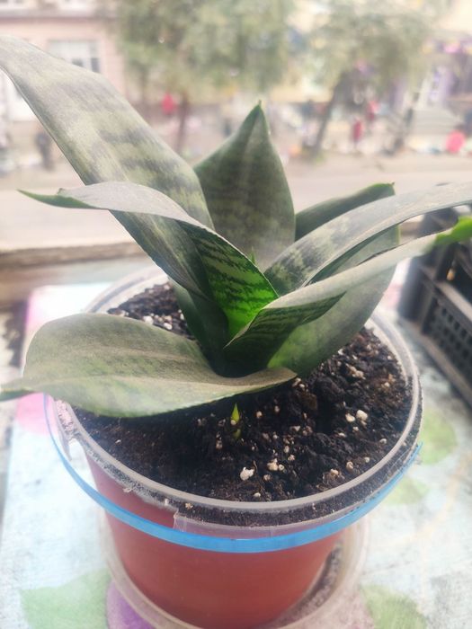 Сансіеверія Ханни молода рослина