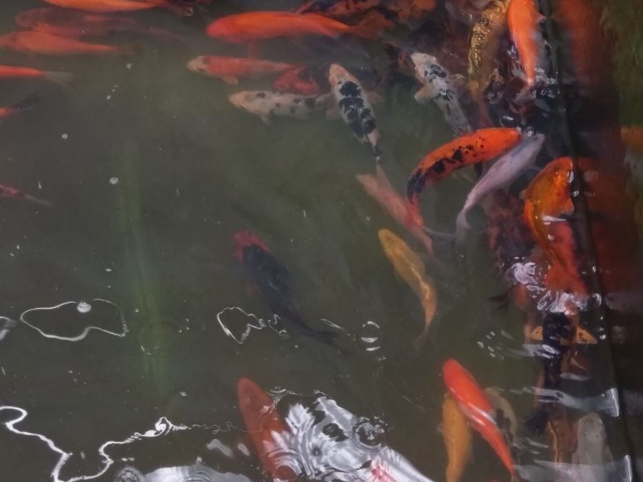 Jesiotr Rosyjski Syberyjski Bester RS Siewruga Sterlet biały Węgorz