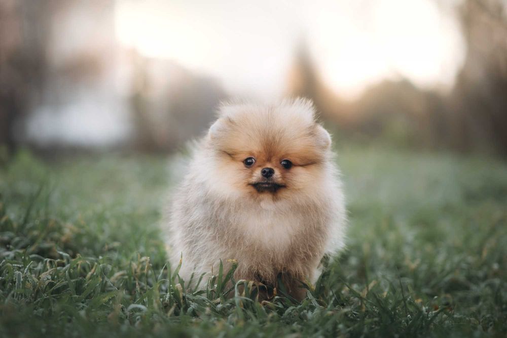 Ексклюзивні померанські шпіци соболь-оранж — мініатюрні малюки