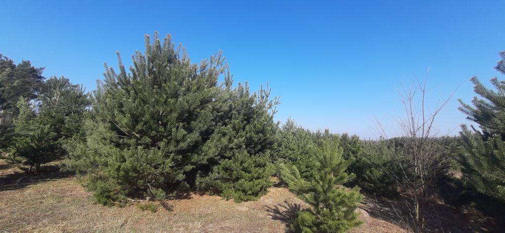 Oddam samosiewy sosny do wycinki,na biomasę
