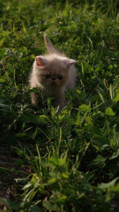 Кішка екзотична короткошерсна