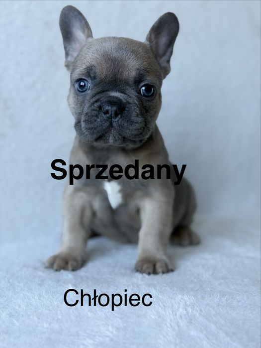 Przepiękna Sunia  Buldog Francuski