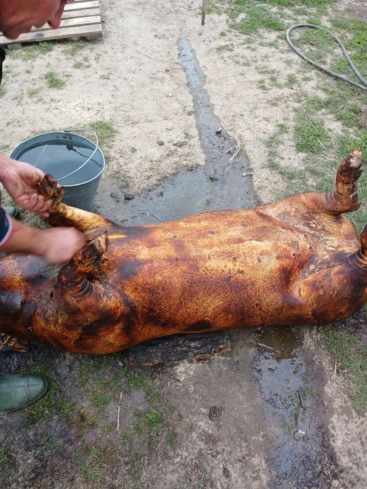 Продам четвертини свині