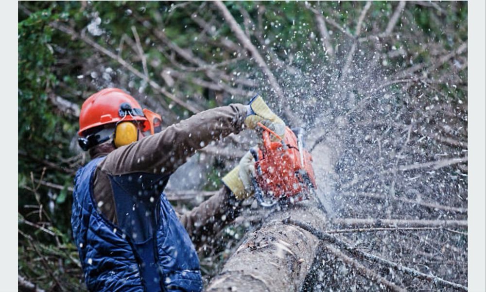 Poda de pinheiros, abate de árvores e limpeza  de terrenos!!!