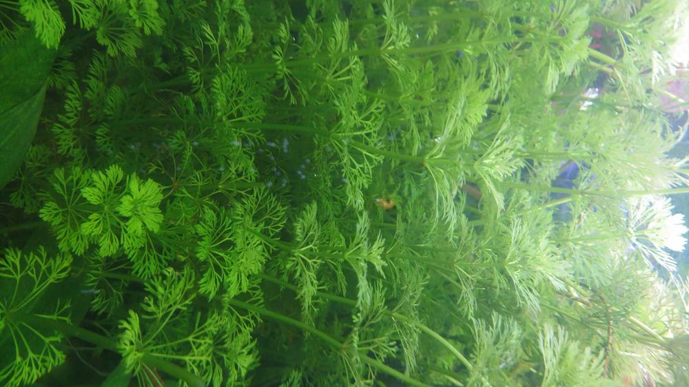 Żabienica - szczepki, oraz inne rośliny do akwarium