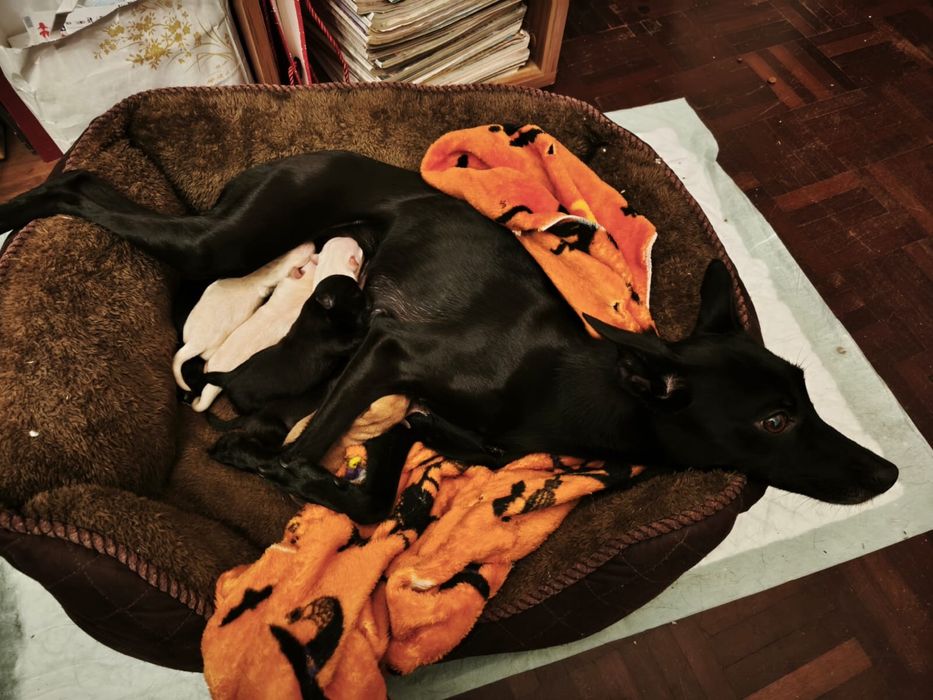 6 Bebés para Adoção Responsável