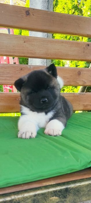 . Американська акіта