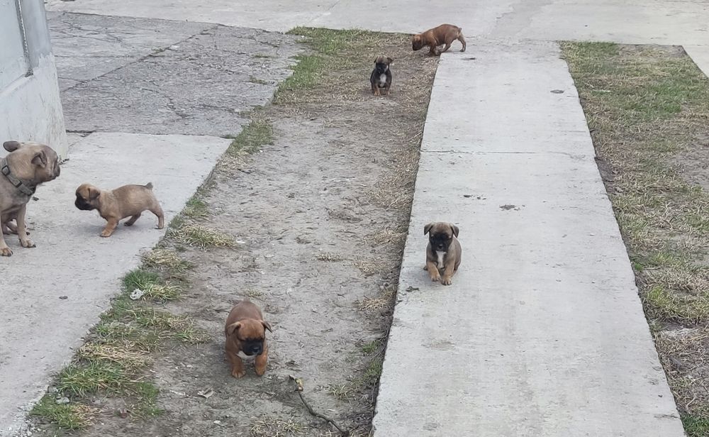 Цуценята французький бульдог