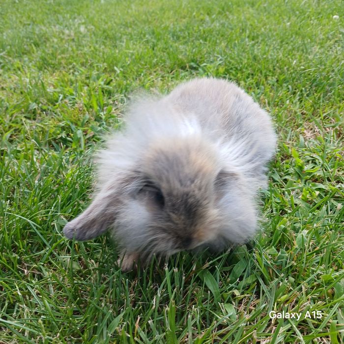 Królik miniaturka mini lop teddy