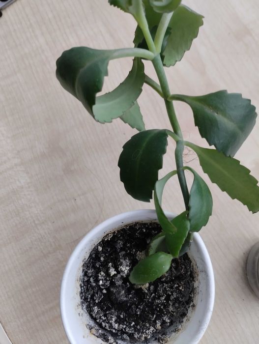 Коланхоэє продам