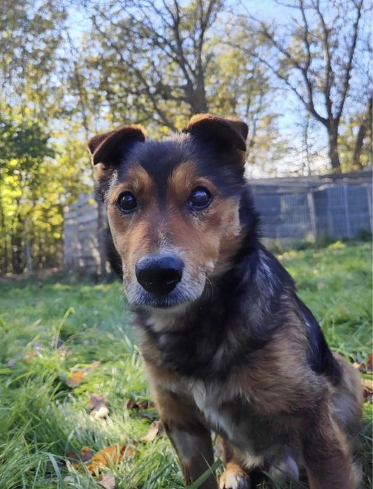 Fart czeka na najlepszy dom