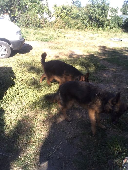 Німецька вівчарка