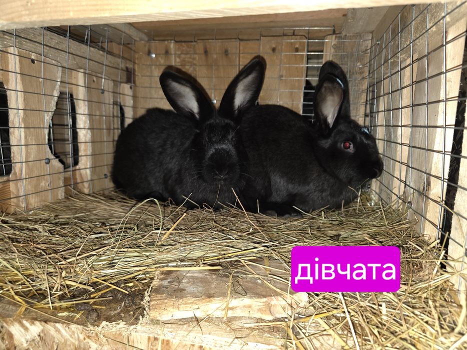 Кролики ціна за Шт