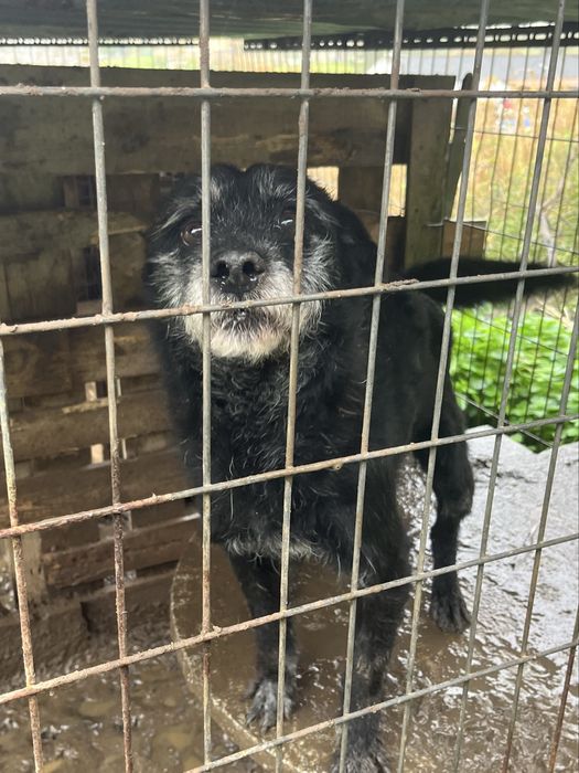 AJUDEM- Cão para Adoção!