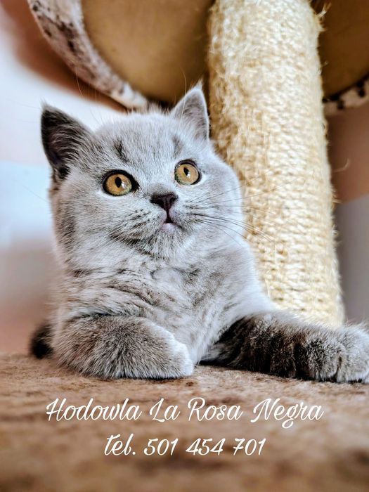 • KOTKA BRYTYJSKA • grzeczna i piękna ‼️ ZOBACZ‼️