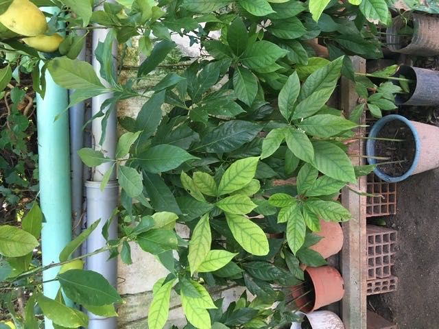 Vendo árvores de Abacateiro