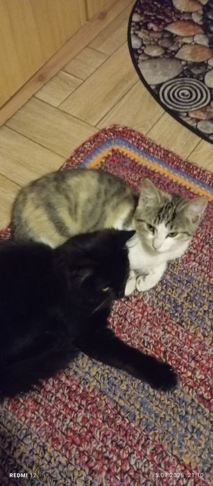 Oddam kotki w dobre ręce