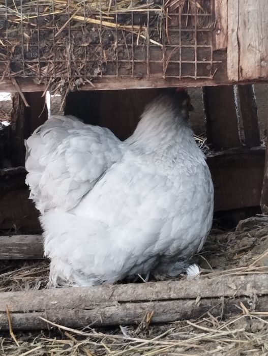Кури карлики Кохи