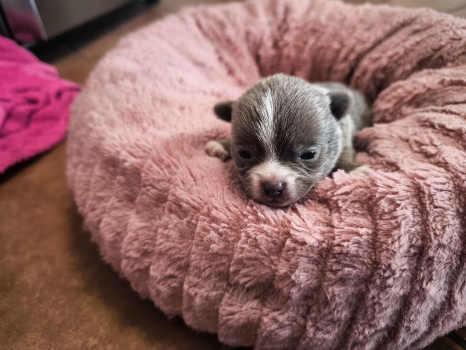 Machinho Chihuahua
