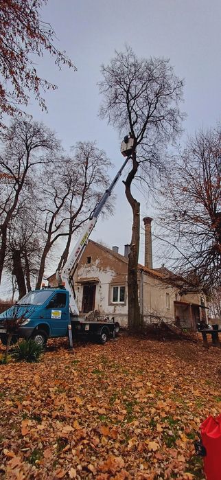 Wycinka  Podcinanie Drzew Usługi Ogrodnicze Usługi rebakiem