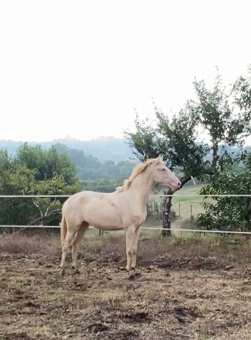 Poldra lusitana isabel
