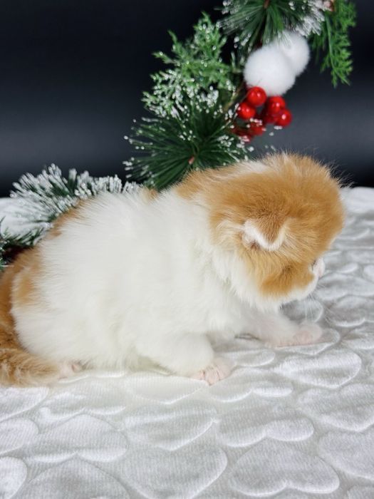 Шотландський хлопчик фолд.