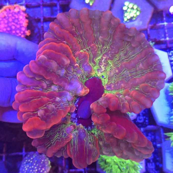Rainbow Indophyllia WYSIWYG Kingdom of Corals LPS Koralowce