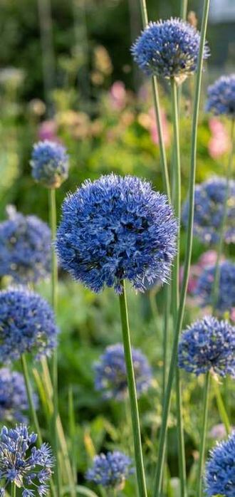 CZOSNEK OZDOBNY błękitny 25 szt. CEBULKI Allium caeruleum 4 / 5