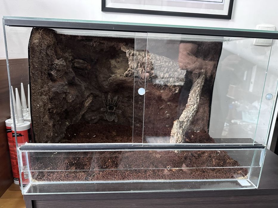Terrarium pająk 60x40x40