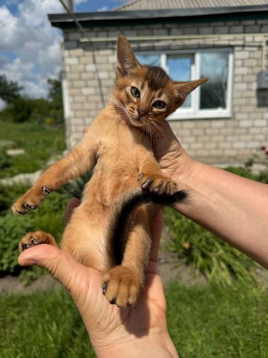 Чудова аббісінська дівчинка