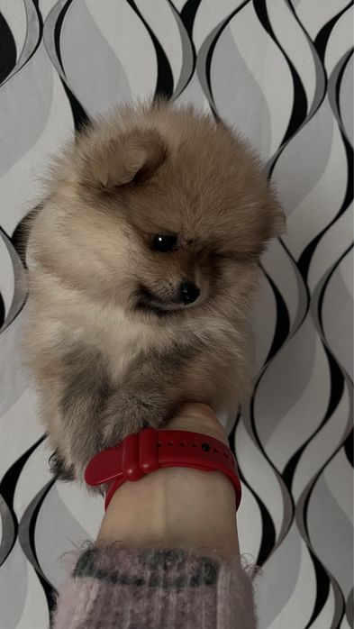 Хлопчик померанського шпіца