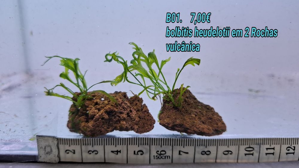 Anubia / bolbitis heudelotii em tronco e em rocha vulcânica.  (Aquário Plantas)
