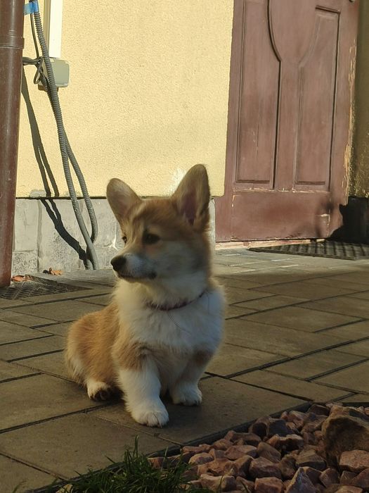 Цуценя Коргі дівчатка з довгим хвостиком, 35.000 грн