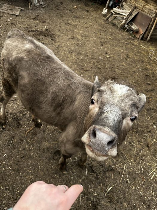 Продам телятко( дівчата)