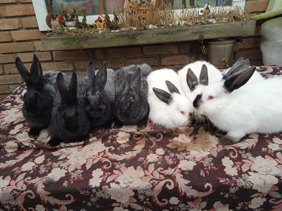Продам кроликів.