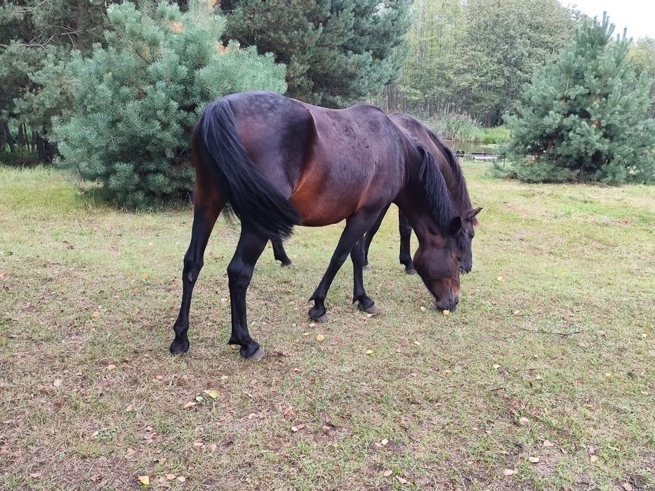 LUCY – spokojna klacz, 7 lat