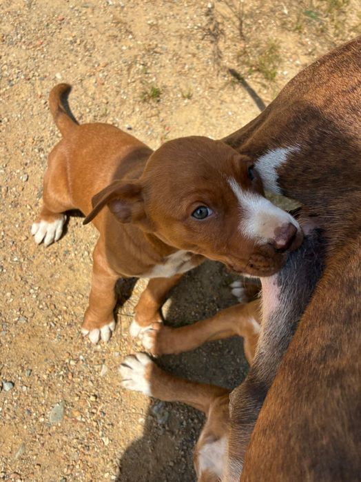 Crias de pitbull